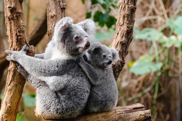 Abejas, koalas, caballitos de mar… el número de especies amenazadas alcanzó un nuevo récord este año
