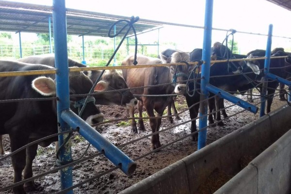 Lluvias son paliativos para el sector ganadero en el sur del estado