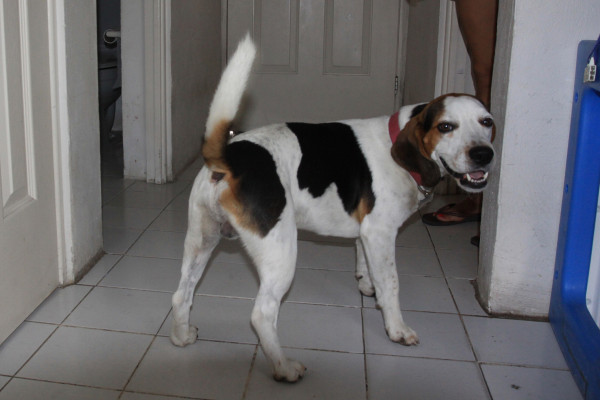 Envenenar mascotas puede llevar al agresor a la cárcel: Ecología Mazatlán