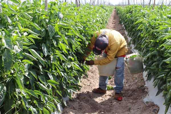 Reducen para 2020 el gasto para el campo y la pesca