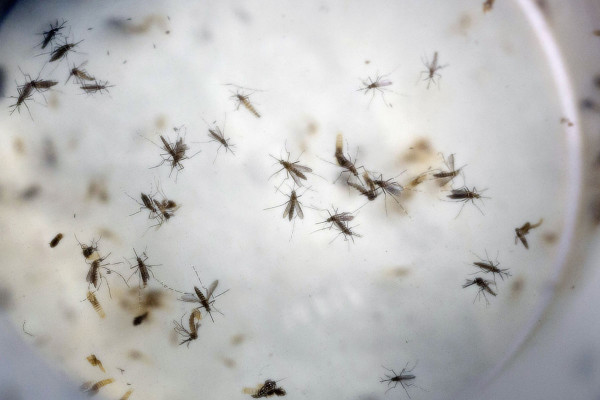 Aumentan mujeres embarazadas con el virus del zika