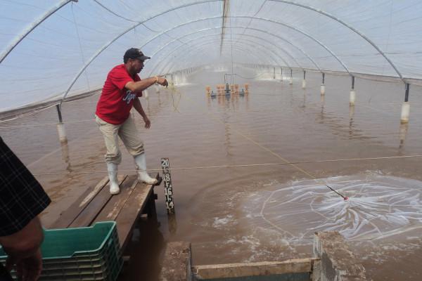 Acuacultores preocupados por el próximo ciclo de cultivo de camarón, tras el aumento del diésel