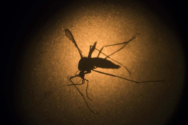 Reporta India 3 casos de zika
