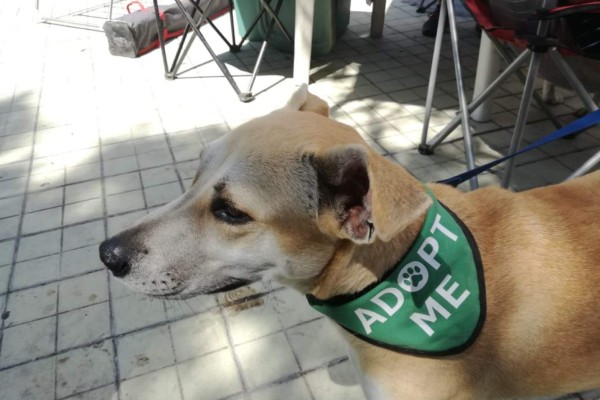 En Mazatlán inicia construcción de refugio para mascotas maltratadas
