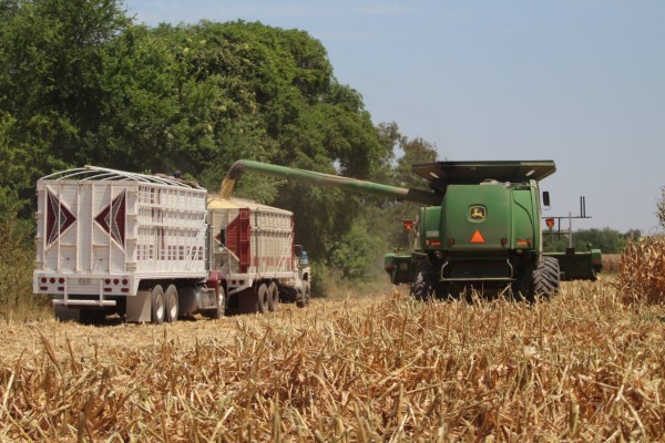 Reportan avance de menos del 1% en pago de apoyos al maíz de Segalmex