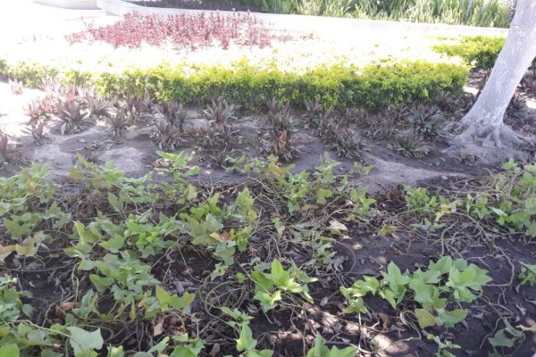 Se deteriora el jardín de la plazuela municipal de Escuinapa