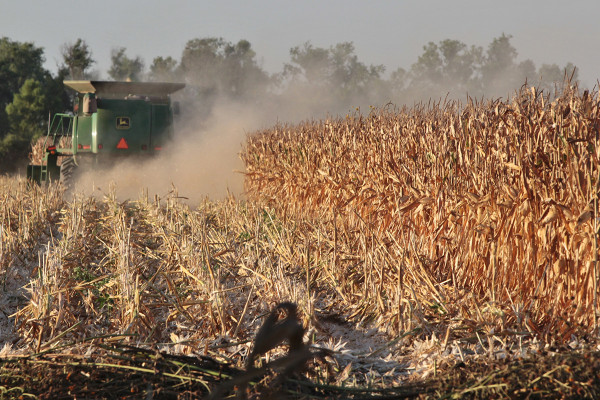 Contratos de maíz alcanzan precios de hasta 4 mil 130 pesos por tonelada