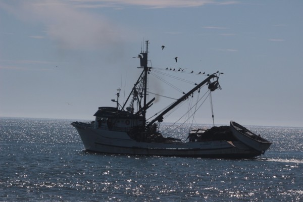 Pesca en crisis; amarran 70% de la flota: Sotelo Monge