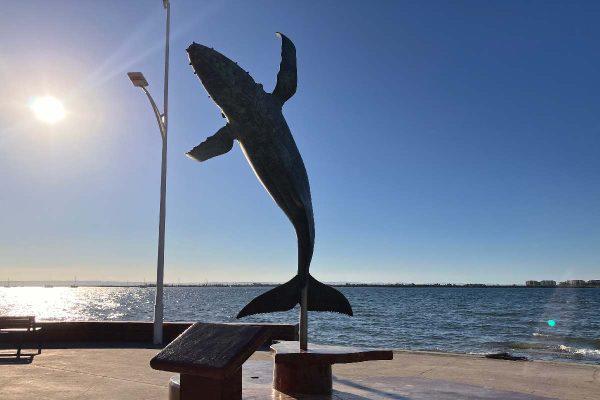 Una organización mantiene el litigio para proteger a las ballenas en el Golfo de California.