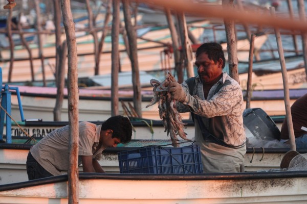 Pescadores de Guasave tienen inicio alentador de capturas de camarón