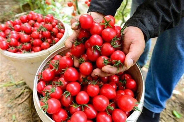 Por virus, EU inspeccionará tomates, chiles y semillas procedentes de México