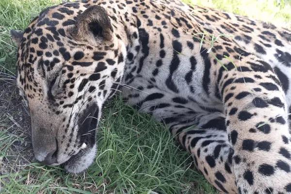 Atropellan a jaguar en carretera Cancún-Chetumal en Quintana Roo; intentan robarse el cuerpo