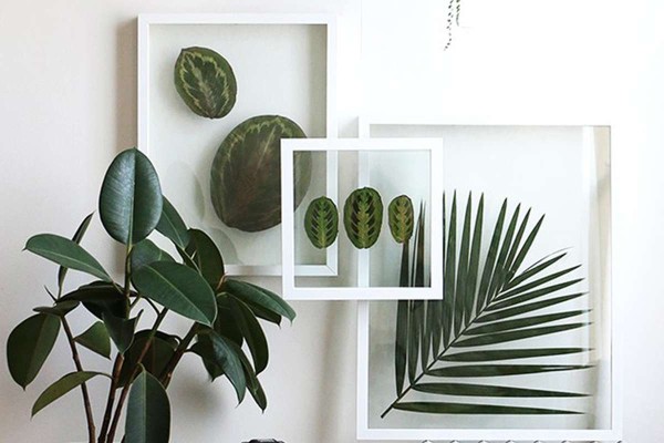 Enmarca plantas para decorar la sala