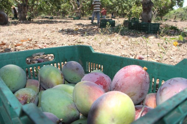 Escuinapa registra buen precio del mango