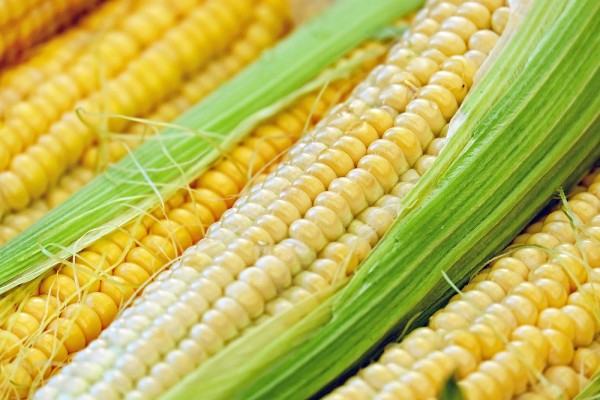 Concreta Aserca comercialización de la cosecha de maíz