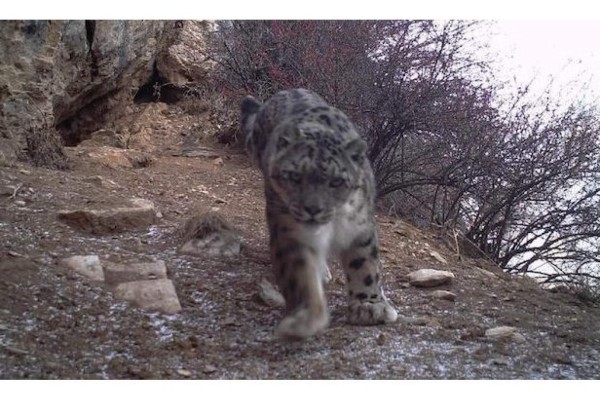 El escurridizo leopardo de las nieves es captado en imagen por primera vez en China