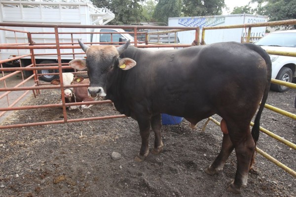 Excluyen a Sinaloa del programa de vacas y toros regalados del Gobierno de López Obrador