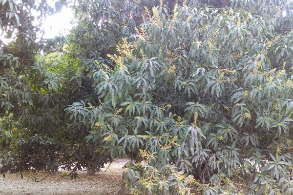 La floración del mango está en un 42 por ciento.