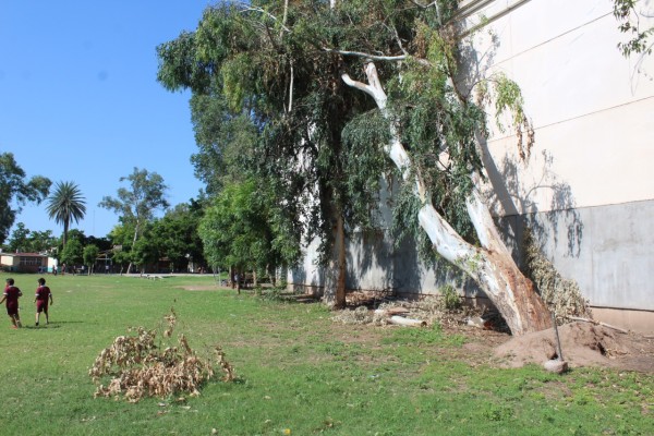 Claman ayuda en primaria de Guasave; temen un accidente con enormes eucaliptos