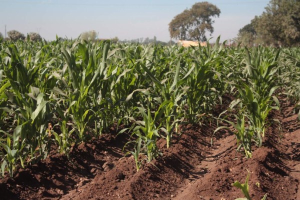 Presupuesto para el campo es el peor en 10 años: CAADES