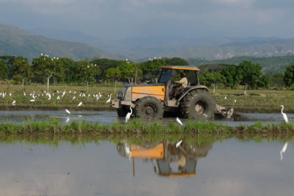 Cultivos de arroz orgánico en Jamundí, Valle del Cauca, funcionan como humedales para las aves. Foto: Asociación Calidris.