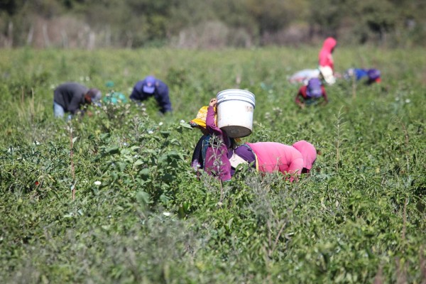 Niega empresa haber tratado mal a jornaleros