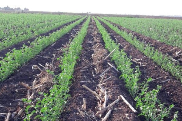 Promueven agricultura de mínima labranza en el Évora