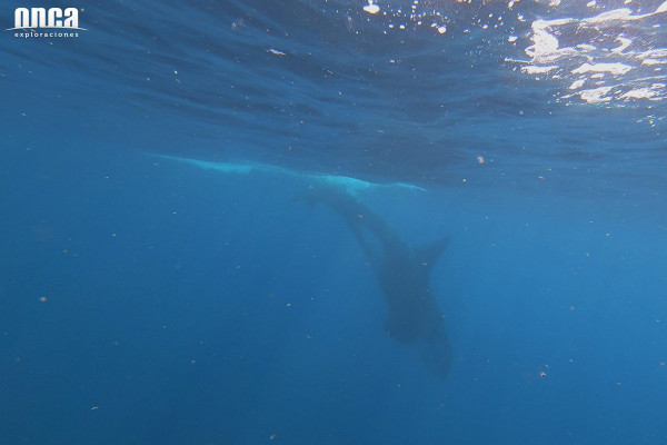 De forma inusual, avistan orcas a 9 millas de Mazatlán