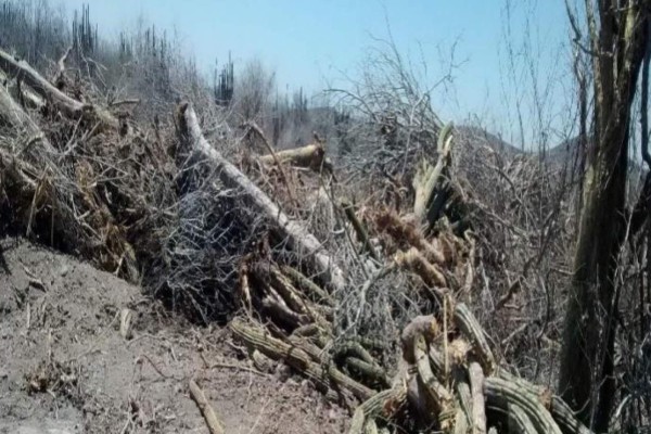 Profepa clausura actividades de cambio de uso de suelo en terrenos forestales de Mocorito