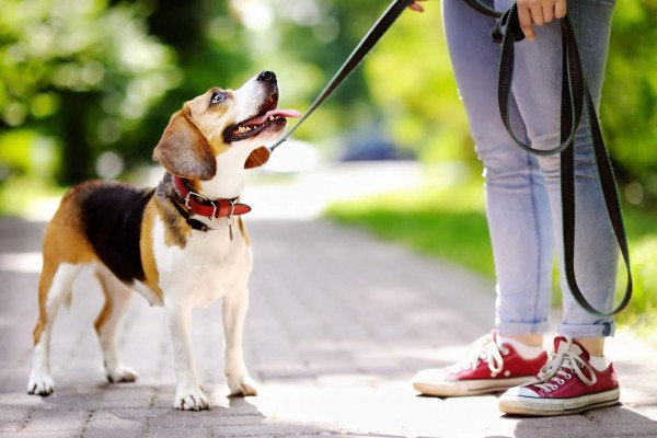 Emplacamiento, medida preventiva contra el abandono de perros en la calle