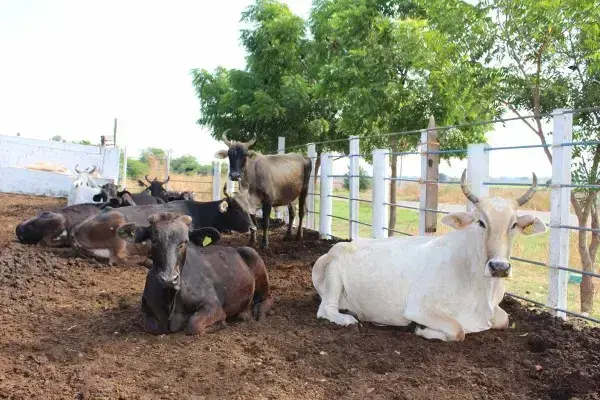 Más de 14 mil reses resisten estragos de la sequía, en el sur de Sinaloa