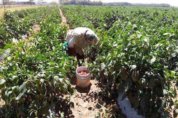 Llegan menos jornaleros agrícolas a Sinaloa por miedo a violencia, advierte AARC