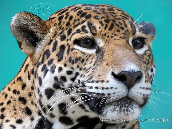 $!Anuncia alianza el tercer Censo Nacional del Jaguar en Sinaloa