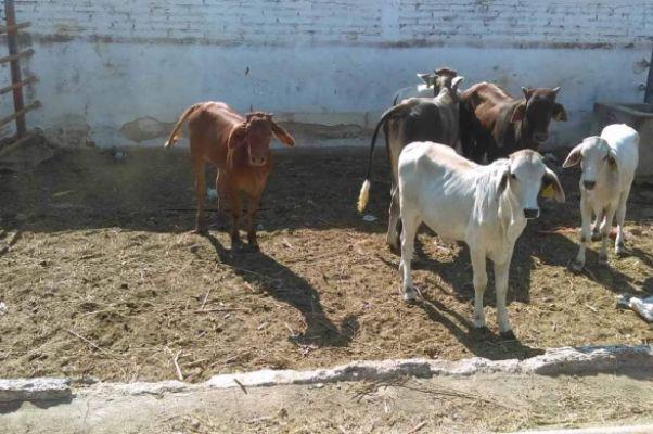 Gobierno de Sinaloa entregará apoyos económicos a los hatos; busca recuperar estatus zoosanitario