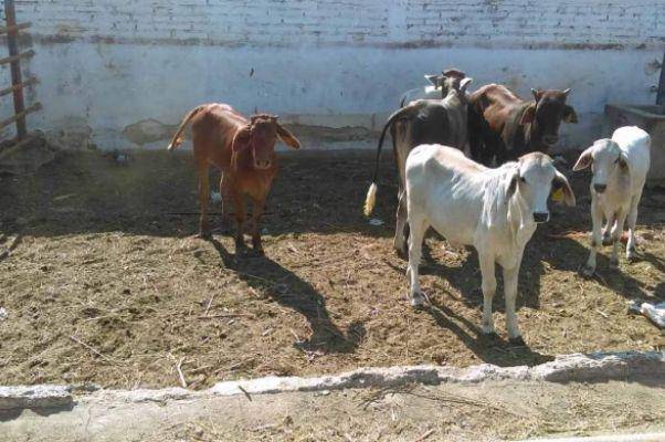 Gobierno de Sinaloa entregará apoyos económicos a los hatos; busca recuperar estatus zoosanitario