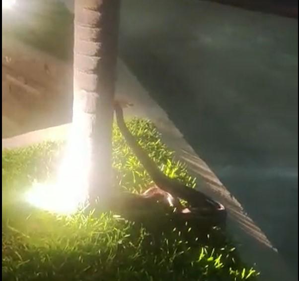 $!Asusta boa de casi metro y medio en área verde en El Conchi II, en Mazatlán