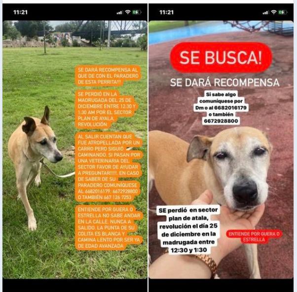 $!¿Los has visto? Decenas de perros perdidos deja la Navidad en Culiacán