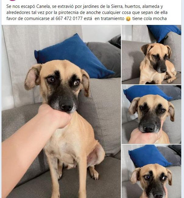 $!¿Los has visto? Decenas de perros perdidos deja la Navidad en Culiacán