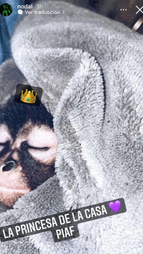 $!Christian Nodal es acusado de maltrato animal por comprar un mono araña