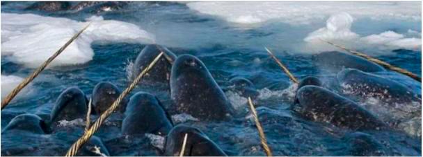 Las orcas están en aumento en el Ártico