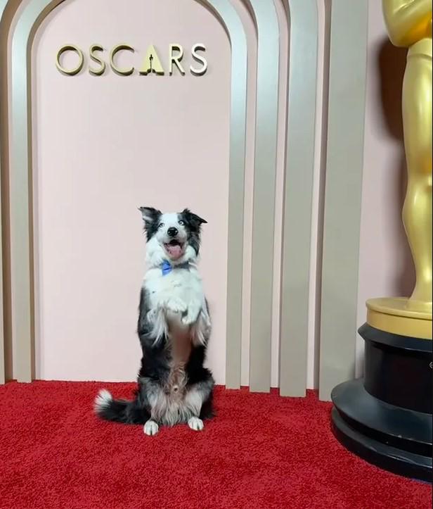 $!El perrito actor de ‘Anatomía de una caída’, llamado Messi, quien interpretó a Snoop.