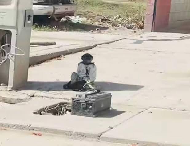 $!Profepa identifica a responsables de atar a mono araña; exigirán que sea entregado de manera voluntaria