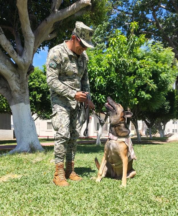 $!Rinde Marina homenaje al canino ‘Hema’, en emotiva ceremonia de jubilación, en Mazatlán
