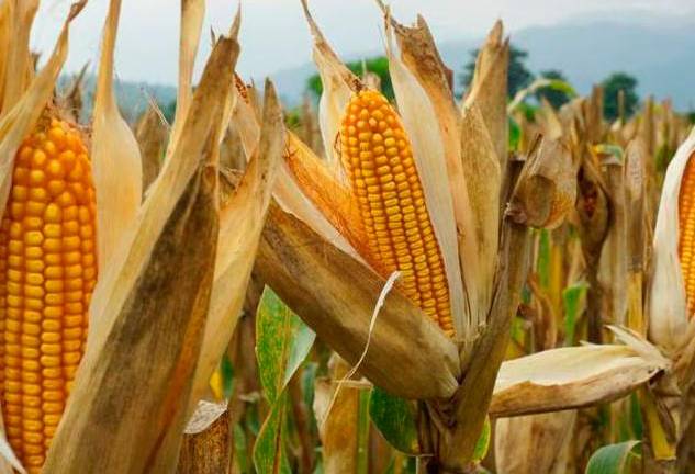 Para el próximo año se espera una producción de 27.4 millones de toneladas de maíz en México.