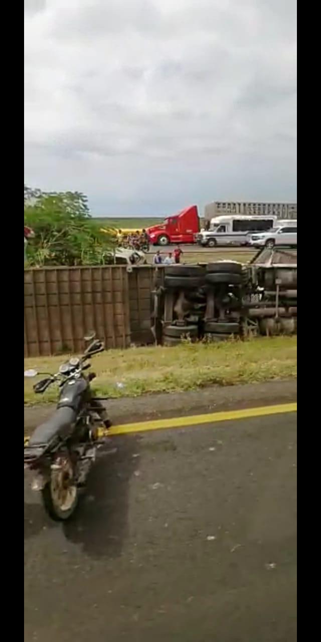 $!Tráiler con ganado vuelca cerca de La Cruz de Elota; vecinos rapiñan carne de los animales