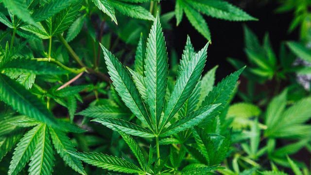 SCJN avala despenalización de uso lúdico y recreativo de la mariguana