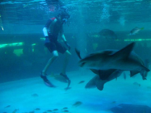Acuario Mazatlán alista su cierre tras 42 años siendo el sitio más visitado de Mazatlán