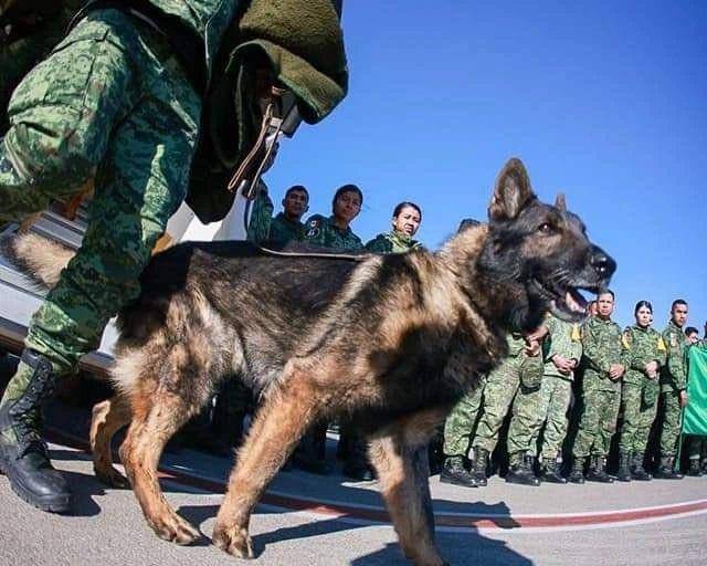Despiden al perrito Proteo con honores y homenaje en Turquía