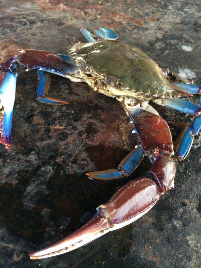 $!Abren capturas de jaiba en litorales de Baja California, Sonora y Sinaloa