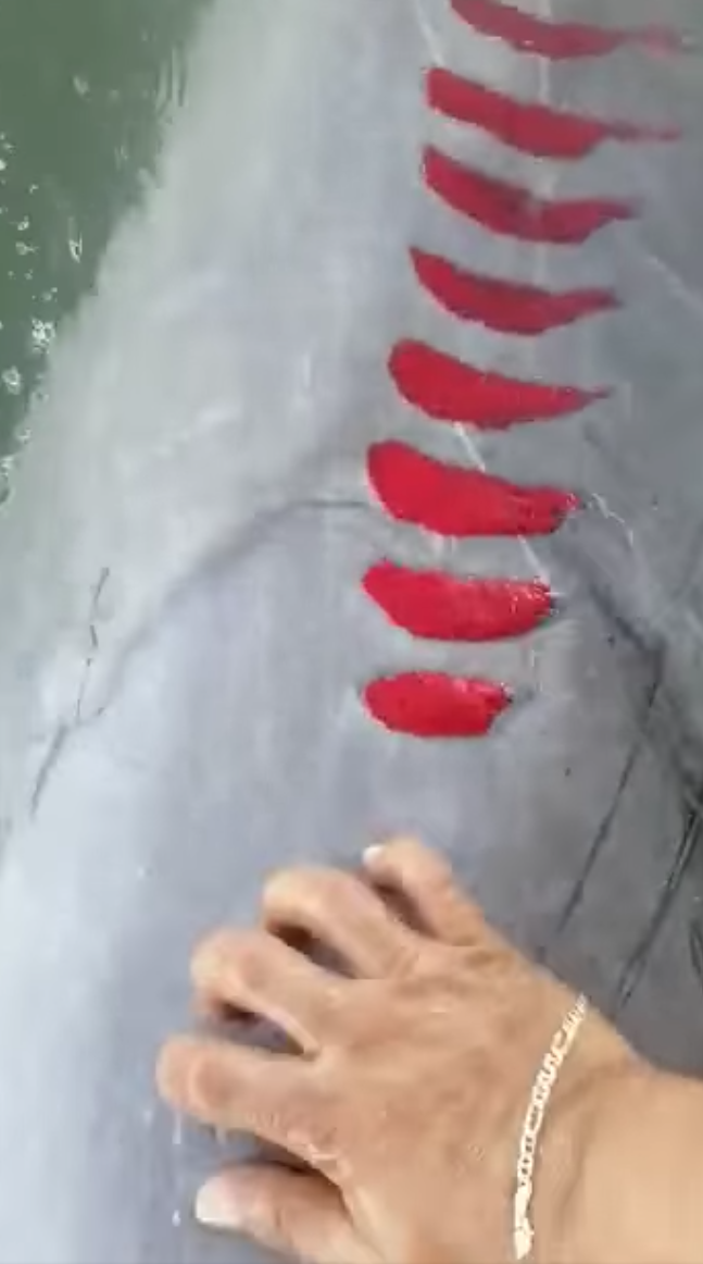 $!Difunden imágenes del ‘Pechocho’ herido, el delfín de Topolobampo